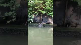 Biawak  terbesar di dunia