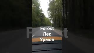 forest-лес-урмон #shorts #forest #лес #урмон #жалалабад #сузак #azizdomla