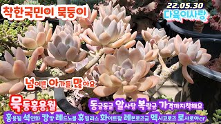 다육이사랑5탄/묵둥이/홍용월.석연화.캉캉.레드노블.화이트팜.킹마이더스.휴밀리스.로사로아cr.수연금.레몬로즈금방울복랑금씨플러스.아르제/택배010 6301 7814