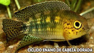 CICLIDO ENANO DE CABEZA DORADA | Cuidados y Alimentación | Nannacara aureocephalus | AcuariosLP