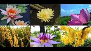 2018-5-13白河花季賞花行 Full HD