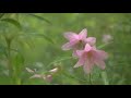 【大山自然公園のヒメサユリ】山形 大江町