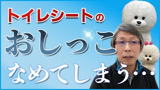 【犬のしつけ】トイレシートのおしっこをなめる【悩み相談ライブ切り抜き】