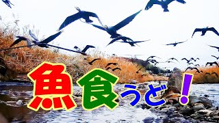 川の流水音の中カワウが集団で魚を追い込んで漁をしたり・川面を上流下流へ行ったり来たり往復飛行する姿