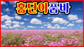 홍단이품바 (먹물같은사랑, 꽃바람, 바람이되신이여, 당신께만)등