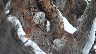 【4K】Siberian flying squirrel　ラブラブなエゾモモンガ