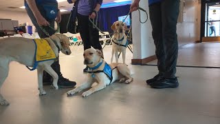 Canine Companions Graduation LIVE #servicedog #assistancedog #workingdog #puppytraining #labrador