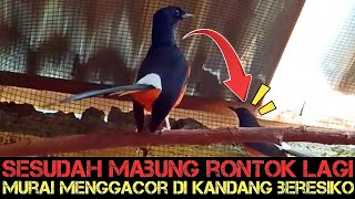 SESUDAH MABUNG BISA RONTOK LAGI‼️HATI-HATI MURAI MENGGACOR DI KANDANG TERNAK‼️JANGAN ANGGAP SEPELEH