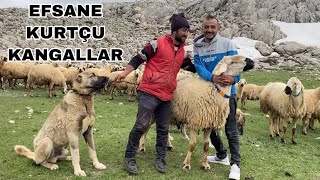 BU KÖPEKLER MERMİ GİBİ ! ~ KURTSAVAR KANGALLAR