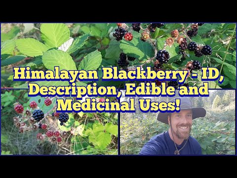 What does the Himalayan blackberry eat?