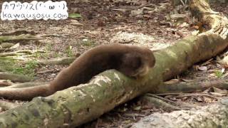 グルーミング(毛づくろい)するユーラシアカワウソ at のいち動物公園