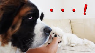 【皇帝の愛犬　ペキニーズもいるよ！】平凡なセントバーナードの日記The Emperor's dog, a Pekinese, is there too! St. Bernard