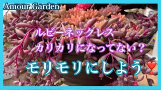 【多肉植物】ルビーネックレス、カリカリになってない⁉️モリモリにしよう💕Amour Garden.Succulent