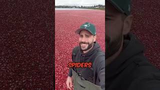 Are there Spiders in the Cranberries?? #agriculture