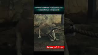 சிங்கம் | Asuran | strength|King|