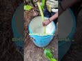 ಮಲೆನಾಡು oldisgold viralvideo agricalchar ಅಡಿಕೆ ತೋಟದ ಔಷದಿ ಕೆಲಸ vairalshorts