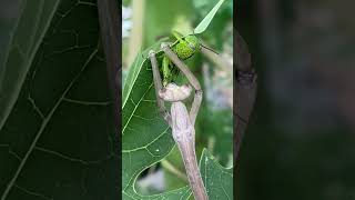 The Moment A Praying Mantis Pounces on a Grasshopper and Starts Eating It Alive//Golden Hill Farm//