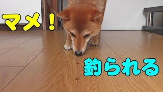 柴犬マメ！からかわないでよ～！マメの日常/Shiba Inu Mame! Stop teasing me! Daily life of Mame