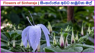 Flowers of Sinharaja | සිංහරාජය අවට හමුවන මල්...