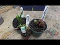 Another Exciting Carnivorous Plant Unboxing!