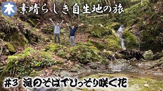 【素晴らしき自生地の旅 #3】川沿いに自生する花たちや絶滅危惧種のホロテンナンショウを観察【本田高史】