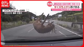 【危険】シカが車と衝突…「気づいた時には、車の前に…」  福岡