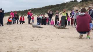 22.4.2017 Morriscastle Beach Seal Release