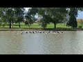 synchronized pelicans