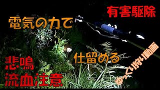 有害駆除　電気の力のみで今回は仕留めています　ゆっくり狩り動画  くくり罠　電気槍　狩猟　仕留め　止め刺し