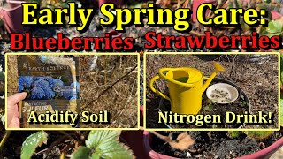 Acidifying Blueberry Soil and Spring Strawberry Care \u0026 Fertilizing (March/April Garden Chores)