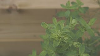 Summer Herbs for Wellbeing