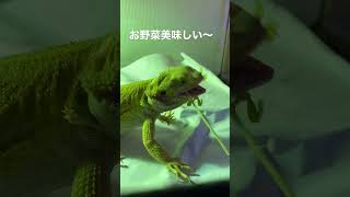 豆苗大好きフトアゴヒゲトカゲ