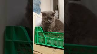 Буся опять обманула Асю !!! 😂🐶🐱