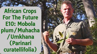 African Crops For The Future E10: Mobola Plum/Muhacha/Umkhuna (Parinari curatellifolia)