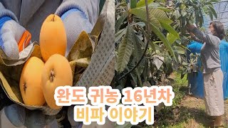 비파의 선구자 16년차 귀농 부부! 소개합니다.