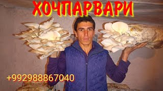 Хочпарвари (Занбӯруғ) бо ИЗАТУЛЛО ҚАЛАНДАРОВ тел:+992988867040