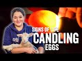 Adam Henson's Farm Diaries - Fridays with Fran - Ep18 - Signs of life - Candling