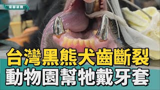 黑熊裝牙套| 台灣黑熊犬齒斷裂 壽山動物園幫牠戴牙套