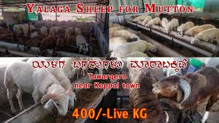 Big Heavy YALAGA SHEEP for Sale at Tawargera 18 km from Koppal Town in Karnataka