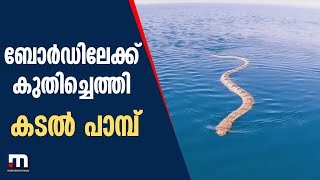 പാഡിൽ ബോർഡിലേക്ക് കുതിച്ചെത്തി കടൽ പാമ്പ് ; വീഡിയോ വൈറൽ | Mathrubhumi News