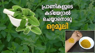 How To Use Tulsi For Insect Bites | പ്രാണികളുടെ കടിയേറ്റാൽ തുളസി കൊണ്ട് മരുന്ന്