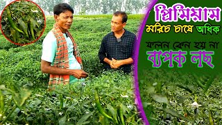 প্রিমিয়াম মরিচের বাম্পার ফলন না হওয়ার রহস্য কি? কাঁচা মরিচ চাষ পদ্ধতি