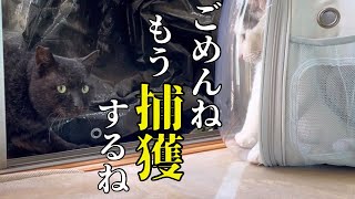 【住み着いた野良猫】緊急事態につきロイ君の強制保護を決意しました！