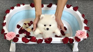 Cute Small White Pomeranian Puppy Bathing With Roses | Pomeranian White Dogs Puppies | MR PET #32
