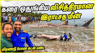 omg 😲  உயிருக்குப் போராடும் இராட்சத சுறா | biggest fish 🐟 #fish