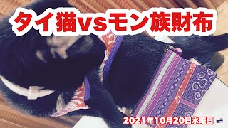 【🇹🇭猫ショート動画】タイの保護猫とタイ山岳民族モン族の財布！2021年10月20日水曜日 #Shorts