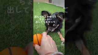 かわいい犬|ロングコートチワワのウルくん【あなたが1番マイペース♡】