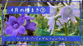 ４月の種まき３／ラークスパー（とデルフィニウム）／札幌園芸日記