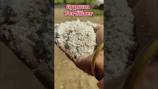 जिप्सम खाद का प्रयोग कैसे करें? सही तरीका और इसके फायदे #gipsum #fertilizer