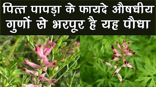 पित्त पापड़ा के फायदे  औषधीय गुणों से भरपूर है यह पौधा | Health Tips